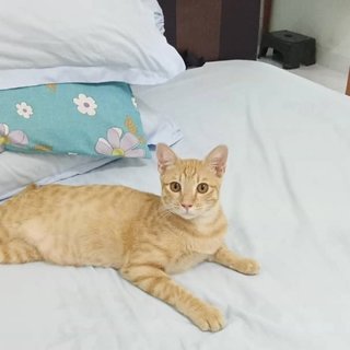 Ginger Stray Cat - Domestic Short Hair Cat