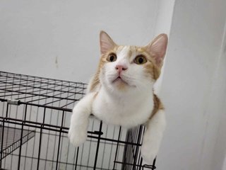 Oliver  - Domestic Short Hair Cat