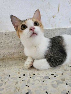 Flora - Domestic Short Hair Cat