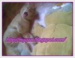 Si Kuning - Domestic Short Hair Cat