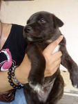 Puppy A (adopted by fosterer's friend at Ampang)