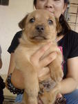 Puppy B (Male) - brown with long tail (Adopted by Ms Sumathy on 27/06/2010)