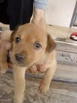 Puppy B (Adopted by Ms Sumathy 0n 27/06/2010)