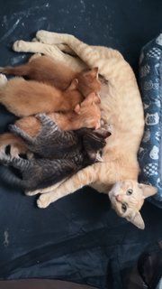 5 Musketeers + Mumy - Domestic Short Hair Cat