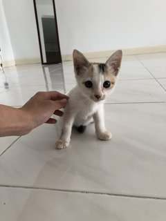 Kaspan - Domestic Short Hair Cat