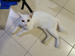 Snow White - Domestic Short Hair Cat