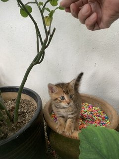 Spiky  - Domestic Short Hair Cat