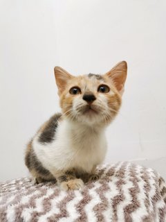 Ying Ying  - Domestic Short Hair Cat