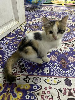 Yuii - Domestic Long Hair Cat