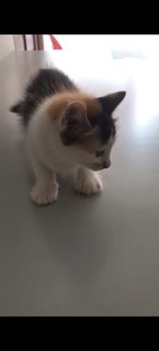 Koko N Kiki - Domestic Short Hair Cat