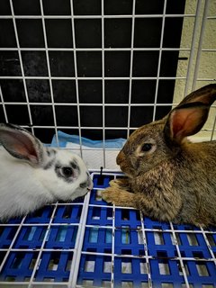 Milo - Netherland Dwarf Rabbit