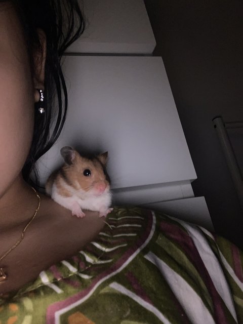 Cici - Syrian / Golden Hamster Hamster