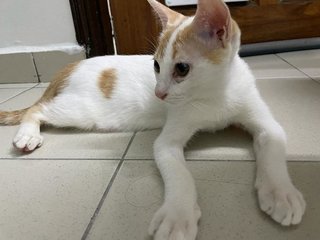 Hero - Domestic Short Hair Cat