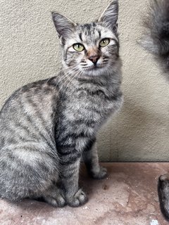 Mae  - Domestic Long Hair + Persian Cat