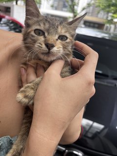 Meena - Domestic Long Hair + Persian Cat