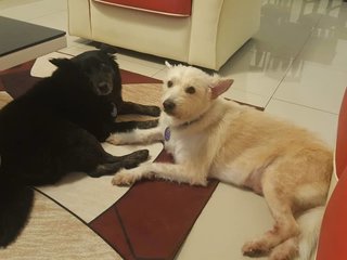 Boe &amp; Chika - Podengo Portugueso + Border Collie Dog