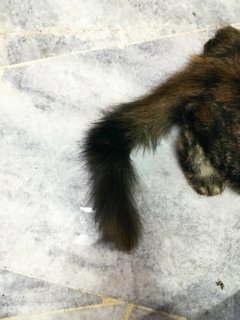 Baby - Domestic Long Hair Cat