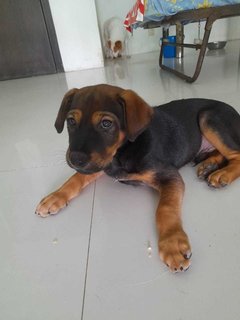 Hero - Mixed Breed Dog