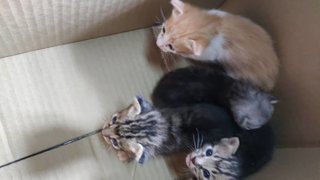 Kittens - Domestic Medium Hair Cat