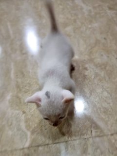 Three Kitties - Domestic Short Hair Cat