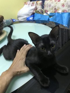 Dayang, Kuntom - Domestic Short Hair + Domestic Medium Hair Cat