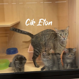 Cik Eton And Kittens - Domestic Short Hair + Domestic Long Hair Cat