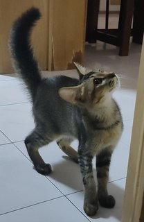 Loki - Domestic Medium Hair Cat