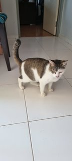Bella - Domestic Short Hair Cat