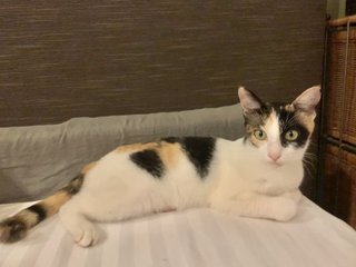 Zina &amp; Zazu - Domestic Short Hair Cat