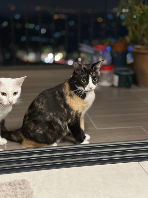 Suki And Suri - Domestic Short Hair Cat