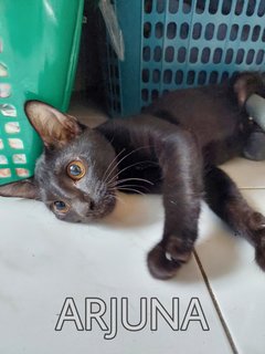 Arjuna - Domestic Short Hair Cat
