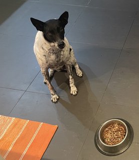 Essie - Mixed Breed Dog