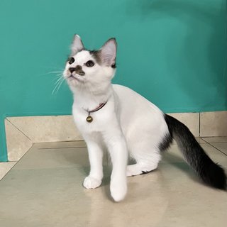 Comot - Domestic Short Hair Cat