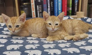 Kittens Emas Jantan / Male - Domestic Short Hair Cat
