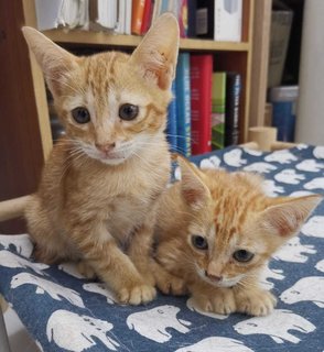 Kittens Emas Jantan / Male - Domestic Short Hair Cat