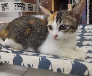 Kitten Betina Puteri Ayu - Domestic Short Hair Cat