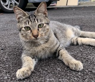Tamtam - Domestic Medium Hair Cat
