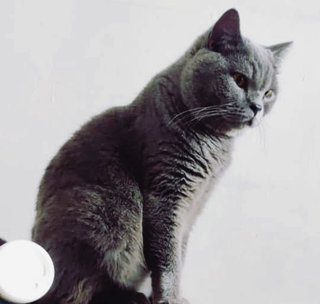 Scotty - British Shorthair Cat