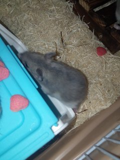 Kenyit And The Geng - Short Dwarf Hamster Hamster