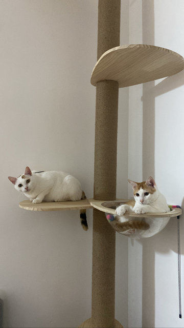 Kento And Kaya - Domestic Short Hair Cat