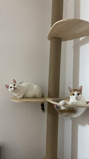 Kento And Kaya - Domestic Short Hair Cat