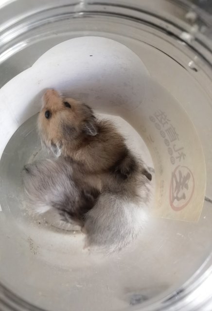 Jerry-jr Iii - Syrian / Golden Hamster Hamster