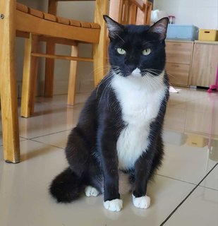 Felix - Domestic Short Hair + Tuxedo Cat