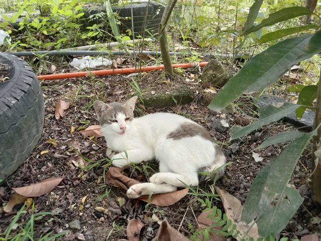 Grey - Domestic Short Hair Cat