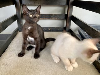 Kaya &amp; Soya - Domestic Short Hair Cat