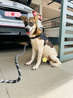 Handsome Boy - Jack Russell Terrier Mix Dog