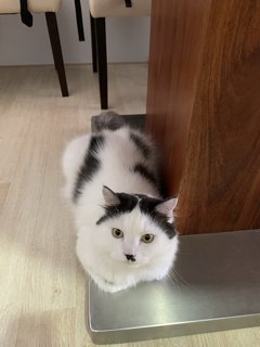Mini - Domestic Medium Hair + Maine Coon Cat