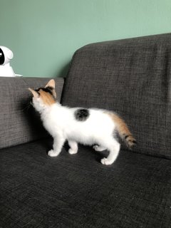 Lucky 🍀  - Domestic Medium Hair + Domestic Short Hair Cat