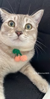 Tofu - Tabby + British Shorthair Cat