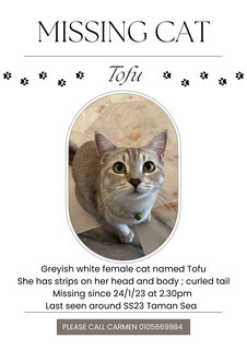 Tofu - Tabby + British Shorthair Cat
